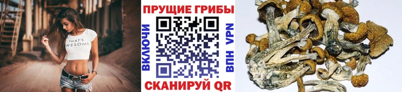 Псилоцибиновые грибы Psilocybine cubensis  ссылка на мегу ссылка  мориарти как зайти  Сковородино 